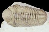 Detailed, Long Kainops Trilobite - Oklahoma #95690-3